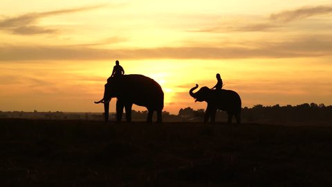 Silhouette of Elephants in the landscape,Mahout and elephant on field Surin province,Thailand,
