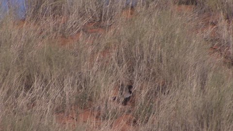 Honey badger running through the grass in the kalahari