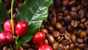 Coffee. Roasted steaming coffee beans. Coffee closeup and real raw red coffee berries, flowers and leaves. Rotation 360 degrees 4K UHD video 3840X2160
