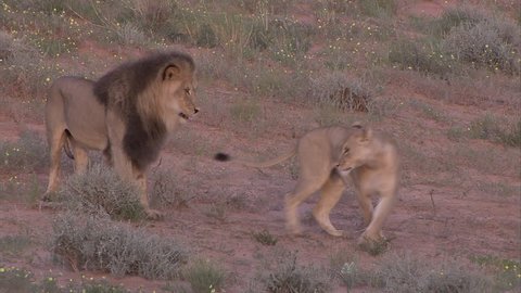 Kalahari lions mating