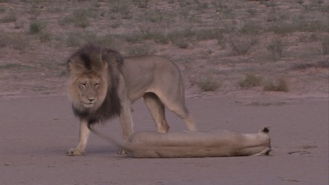 Kalahari lions mating on an open pan