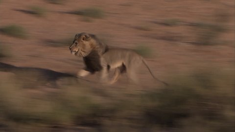 Big male Kalahari lion running after another male lion and growling