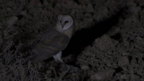 Barn owl with prey at night