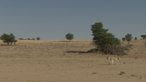 Lions in the arid Kalahari