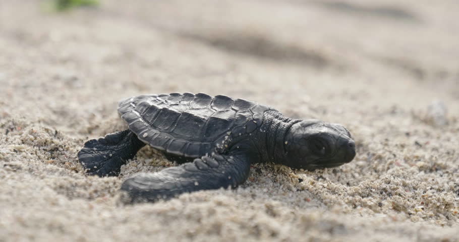 Turtle on the road image - Free stock photo - Public Domain photo - CC0 ...