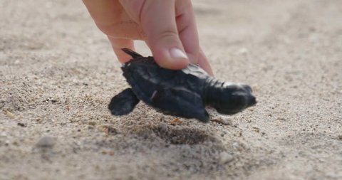 A small newborn turtle walks on the sandy beach to reach the sea or the ocean and swim together with other sea animals. Concept of: love, birth, life, turtles.