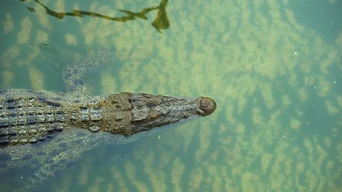 Crocodile swim on a lake