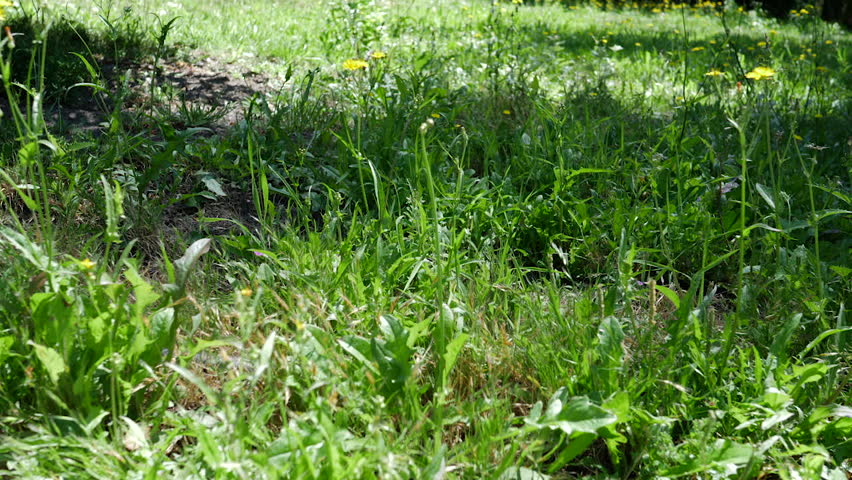 Panoramic graden view