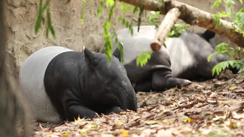 Relaxing Malayan tapirs, tapirs take a nap in sunshine day. Reserved wild animals of Thailand. (Safe wildlife concept)