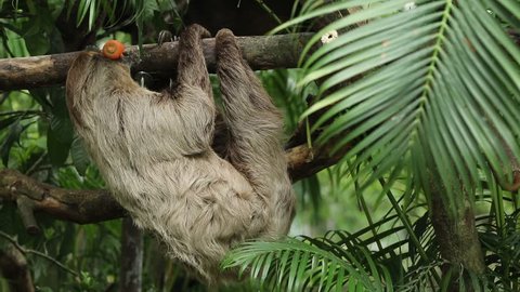 Sloth eating carrot on the log, Sloth enjoy eating.