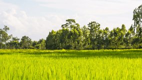Green and freshness rice paddy, camera panning. RAW footage, 1080p, 23.976fps