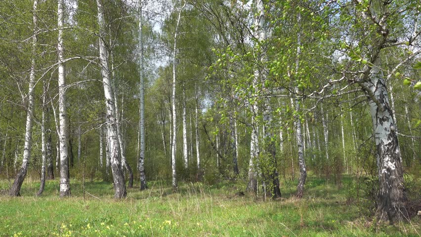 Summer birch forest in Russia, 4k