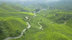 Aerial backward drone video of the Cameron Highland tea plantation, Malaysia