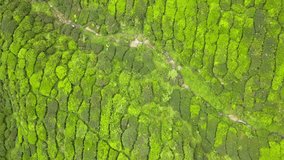 Aerial drone video top view of the Cameron Highland tea plantation, Malaysia