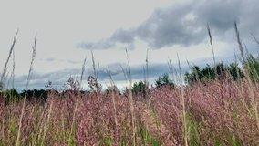 Summer scene of reeds waving in the winds, cloudy day. Camera motion.