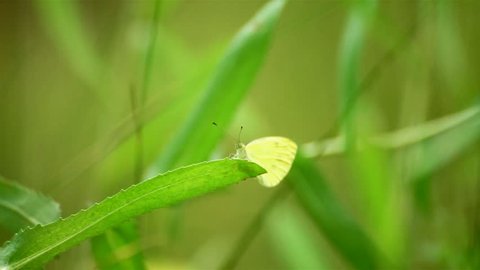 white butterfly sitting on a green meadow