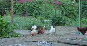 chicken in the henhouse in the summer