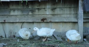 white geese on the farm in the afternoon