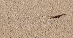 lizard on a sandy beach video 4k