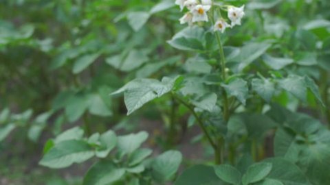 Potato green bushes with flowers. 
Pests of agricultural plants. 
Global warming as an environmental issue. Drought in Europe, struggle for the crop.
