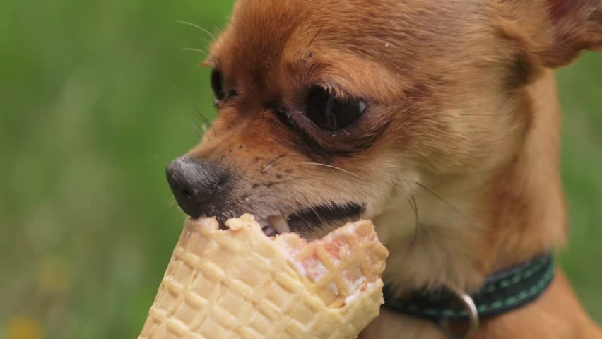 can dogs have strawberry ice cream