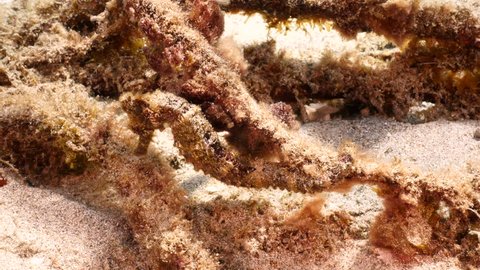 Sea horse in shallow water of coral reef in the Caribbean Sea around Curacao