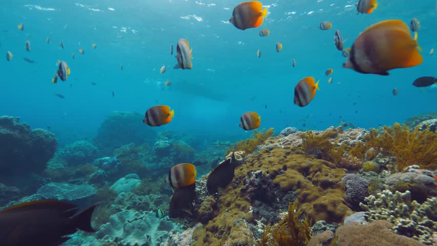 Coral underwater background with tropical fish
 | Shutterstock HD Video #1013263211