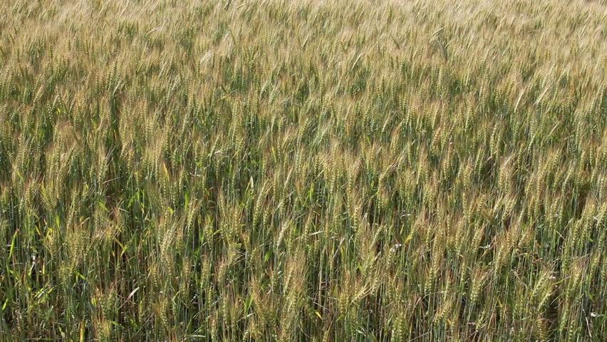 Канадская загадка полосатого ячменя фермерс дзен. Рис панорама. Рисовые посевы. Ears of wheat in the wind. Field move.