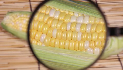 corn and magnifying glass