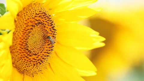 Little bee collect nectar from sunflower pollen