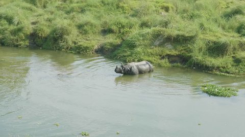 Rhino eats and swims in the river. Chitwan national park in Nepal.