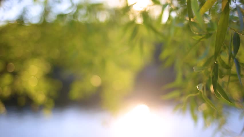 Beautiful charming soft sunlight through willow foliage at sunset time outside. Closeup view of tree branches in foreground and blurry blue river water and wood in background. Real time video footage.