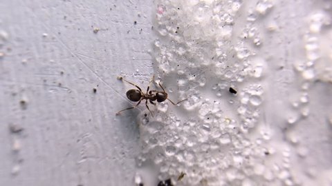 Ant eating sugar, macro close up shot