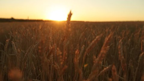 Camera moving through golden ripe ears of wheat field against the sky and sun on sunset in slow motion. Rich harvest and agricultural theme concept.