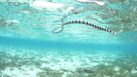 A Banded sea krait, Laticauda colubrina, swims in Wakatobi National Park, Indonesia. This highly venomous reptile is relatively docile and is common throughout the tropical western Pacific region.