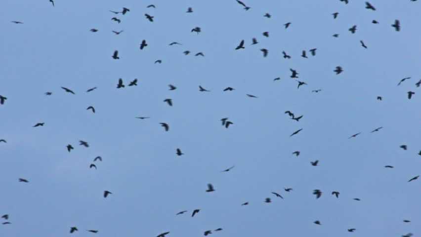 Swarm of black birds circling in the sky on a cloudy day. Shot on highend cinema camera in Slow Motion | Shutterstock HD Video #1013276747