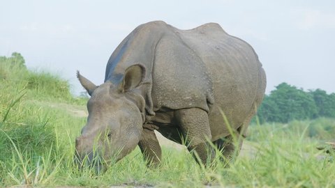 Rhino eats green grass. Chitwan national park in Nepal.