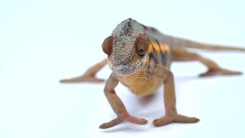 Chameleon slowly approaches and then eats a mealworm on white background
