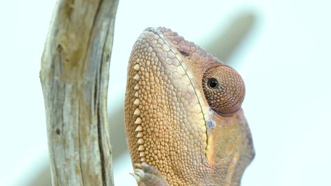 Close-up Chameleon slowly climbing a branch, head and front feet in shot. Arkivvideo