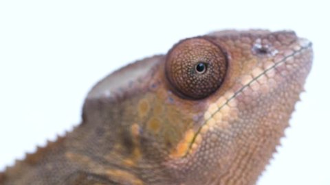 Macro close-up of Chameleon eye looking around while keeping it's head still on a white background