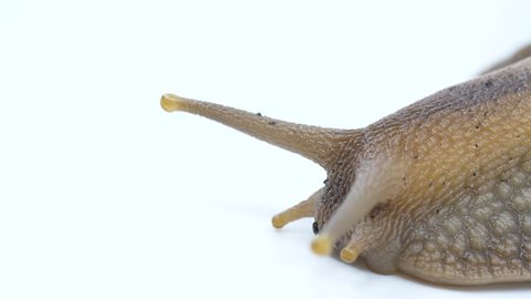 Extreme macro close-up of a Giant African Snail, invasive species crawling across a white background