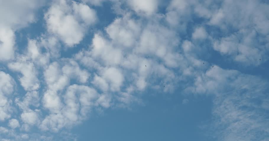 Beautiful cirrus clouds - separate, thin, filamentary clouds slowly floating on the blue sky, flying a small flock of birds, most likely, these are swallows