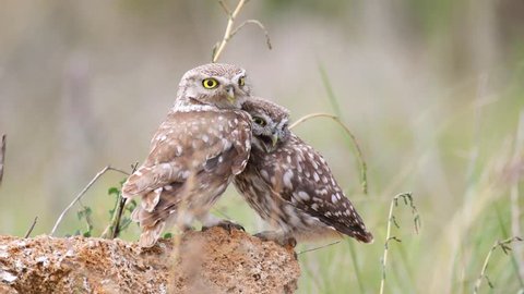 Adult Little owl (Athene noctua) plays with his chick