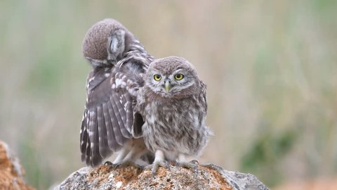 Two young Little owl (Athene noctua) sits on a stone near his burrow
