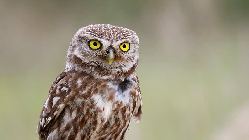 Little owl (Athene noctua) makes disturbing sounds. Close Up Royalty-Free Stock Footage #1013282906