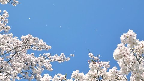 landscape of the cherry blossom, slow motion