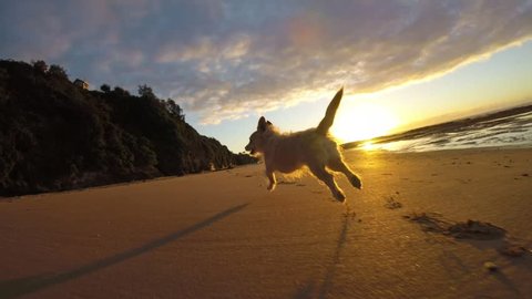 Cute dog chased on beach low angle camera slow motion at sunrise or sunset