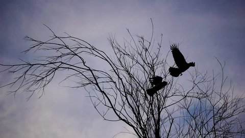 Crows fly over a tree branch against the sky. Slow-motion shooting of 240 frames per second