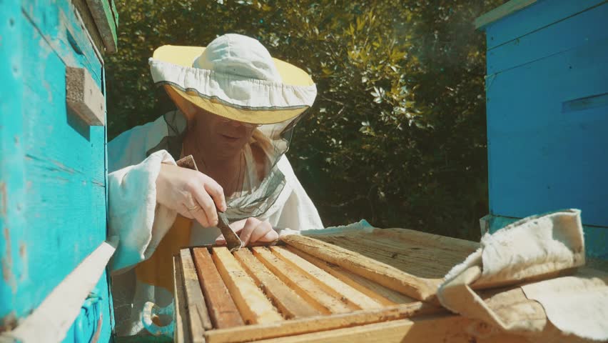 the beekeeper working in the apiary bees fly swarm multi colored beehive slow motion video. bee-maker beekeeper man working of a smoke pipe beeper wooden hives smoker device for repelling evil bees