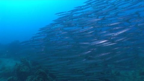 barracudas school underwater barracuda fish turn and spin  ocean scenery fish behaviour